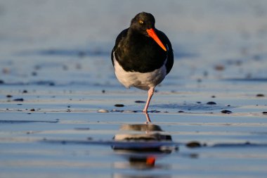 Rada Tilly şehrinde arka planda şehir ışıkları, Chubut Eyaleti, Patagonya, Arjantin 'de bulunan Magellanic istiridye yakalayıcısı (Haematopus leucopodus).