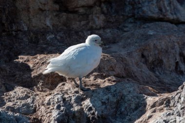 Snowy Sheathbill, Yarımada Valdes, Chubut Eyaleti, Patagonya, Arjantin