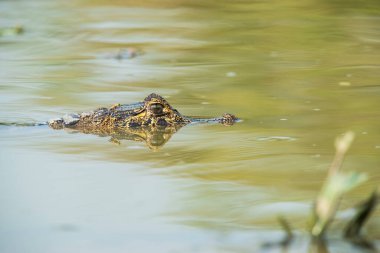 Geniş burunlu kayman, (Kayman latirostris) bebek, Pantanal, Mato Grosso, Brezilya.