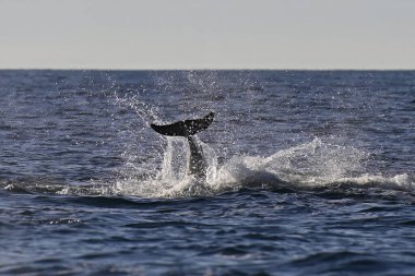 Şişe burunlu yunus, Tursiops Truncatus, Punta Marques Doğa Koruma Alanı, Rada Tilly Şehri, Chubut, Patagonya, Arjantin.