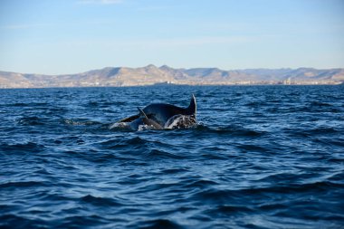 Şişe burunlu yunus, Tursiops Truncatus, Punta Marques Doğa Koruma Alanı, Rada Tilly Şehri, Chubut, Patagonya, Arjantin.