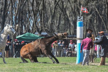 Macachin, La Pampa, Arjantin, 09-03-2018, kırsal kesimdeki geleneksel Arjantin rodeo festivali sırasında Gaucho 'nun yükselen bir atı evcilleştirmesi.