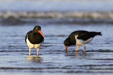Rada Tilly şehrinde arka planda şehir ışıkları, Chubut Eyaleti, Patagonya, Arjantin 'de bulunan Magellanic istiridye yakalayıcısı (Haematopus leucopodus).
