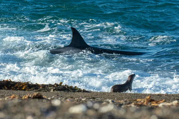 Kıyı şeridinde orka avlayan deniz aslanları, Yarımada Valdes, Dünya Mirası Bölgesi, Patagonya, Arjantin.