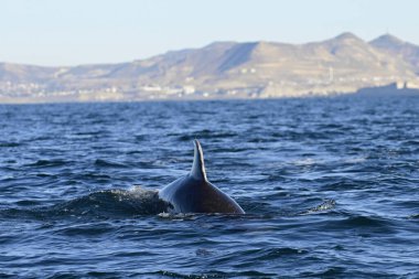 Şişe burunlu yunus, Tursiops Truncatus, Punta Marques Doğa Koruma Alanı, Rada Tilly Şehri, Chubut, Patagonya, Arjantin.