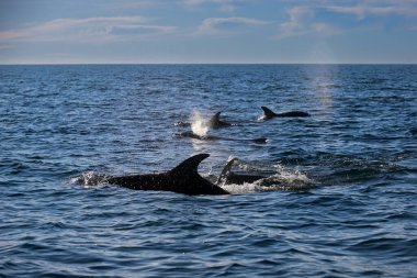 Şişe burunlu yunus, Tursiops Truncatus, Punta Marques Doğa Koruma Alanı, Rada Tilly Şehri, Chubut, Patagonya, Arjantin.