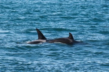 Kıyı şeridinde orka avlayan deniz aslanları, Yarımada Valdes, Dünya Mirası Bölgesi, Patagonya, Arjantin.