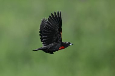 Beyaz kaşlı çayırkuşu, Leistes superciliaris, otlakta, La Pampa Eyaleti, Arjantin.