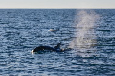 Şişe burunlu yunus, Tursiops Truncatus, Punta Marques Doğa Koruma Alanı, Rada Tilly Şehri, Chubut, Patagonya, Arjantin.