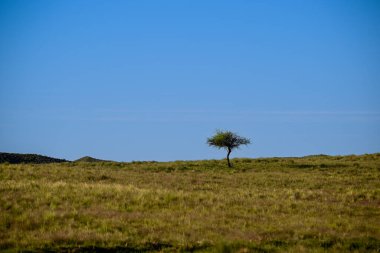 Pampas çimenlik arazisi, Batı La Pampa 'daki çöl manzarası, Arjantin