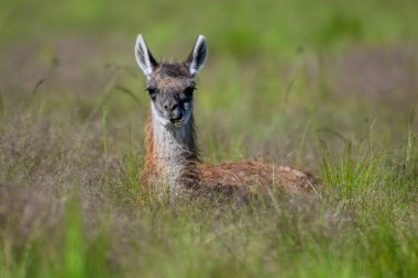 Çayırlarda Guanaco bebeği, La Pampa Eyaleti, Patagonya, Arjantin.