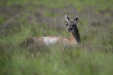 Çayırlarda Guanaco bebeği, La Pampa Eyaleti, Patagonya, Arjantin.