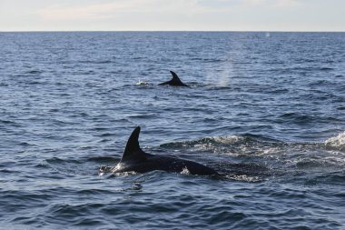 Şişe burunlu yunus, Tursiops Truncatus, Punta Marques Doğa Koruma Alanı, Rada Tilly Şehri, Chubut, Patagonya, Arjantin.