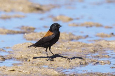 Rufous, Negrito, Lessonia Rufa, La Pampa Eyaleti, Patagonya, Arjantin 'i destekledi..
