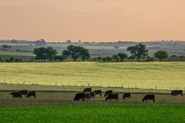 Arjantin 'de sığırlar gün batımı manzarasında, La Pampa Eyaleti, Patagonya Arjantin.