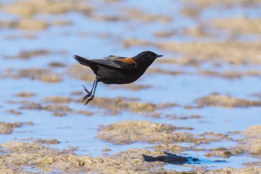 Rufous, Negrito, Lessonia Rufa, La Pampa Eyaleti, Patagonya, Arjantin 'i destekledi..