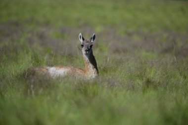Çayırlarda Guanaco bebeği, La Pampa Eyaleti, Patagonya, Arjantin.