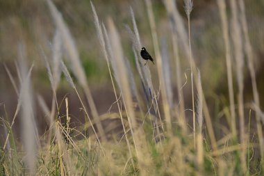 Gözlüklü zorba, erkek, Pampas sulak arazisinde, La Pampa Eyaleti, Patagonya, Arjantin.