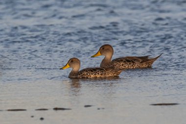 Anas Gürcistan, Sarı gagalı, Puerto Deseado, Santa Cruz Eyaleti, Patagonya, Arjantin.