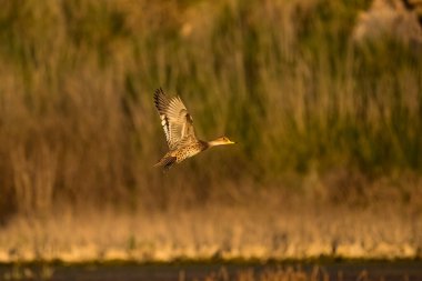 Anas Gürcistan, Sarı gagalı, Puerto Deseado, Santa Cruz Eyaleti, Patagonya, Arjantin.