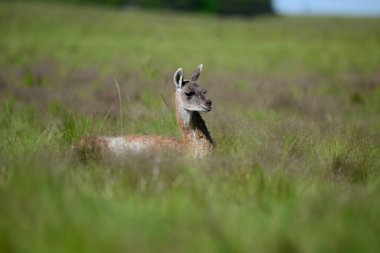 Çayırlarda Guanaco bebeği, La Pampa Eyaleti, Patagonya, Arjantin.