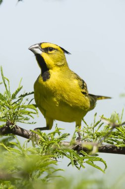 Sarı Kardinal, Gubernatrix Cristata, La Pampa, Arjantin 'de nesli tükenmekte olan türler