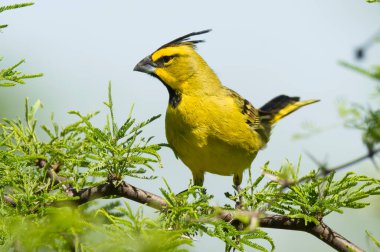Sarı Kardinal, Gubernatrix Cristata, La Pampa, Arjantin 'de nesli tükenmekte olan türler