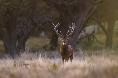 Calden Ormanında Erkek Kızıl Geyik, La Pampa, Arjantin, Parque Luro, Doğa Koruma Alanı