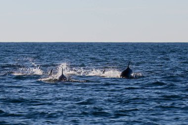 Şişe burunlu yunus, Tursiops Truncatus, Punta Marques Doğa Koruma Alanı, Rada Tilly Şehri, Chubut, Patagonya, Arjantin.