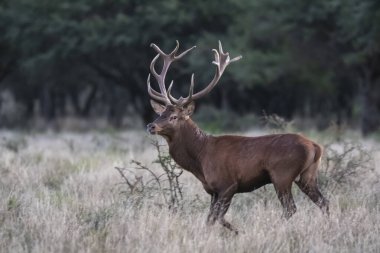 Calden Ormanında Erkek Kızıl Geyik, La Pampa, Arjantin, Parque Luro, Doğa Koruma Alanı