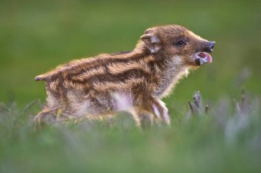 Yaban domuzu yavrusu otlakta, Patagonya, Arjantin.