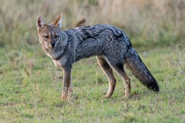 Güney Amerika gri tilkisi, Lycalopex griseus, La Pampa Eyaleti, Patagonya, Arjantin.