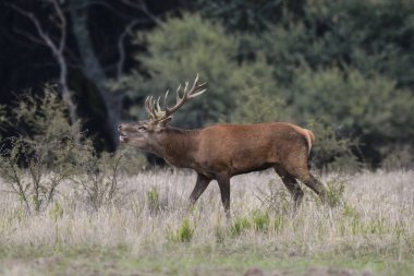 Kızıl Geyik Rutting Sezon Parque Luro, La Pampa, Arjantin