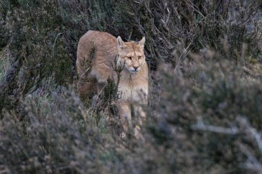 Wild Puma, Puma concolor, Mountain Lion, Torres del Paine Ulusal Parkı, Şili