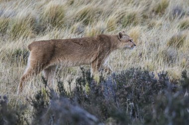 Wild Puma, Puma concolor, Mountain Lion, Torres del Paine Ulusal Parkı, Şili