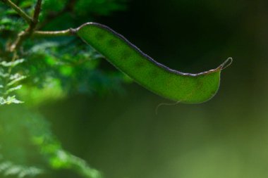 Caesalpinia gilliesii, Barba de Chivo, Monte de Calden 'deki tohum kapsülü, La Pampa, Arjantin' in yerli bitkisi ve ekolojik yaşam alanı.
