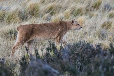 Wild Puma, Puma concolor, Mountain Lion, Torres del Paine Ulusal Parkı, Şili