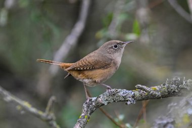 La Pampa, Patagonya 'daki Caldn Ağaç Şubesi' nde Wren Hanesi..