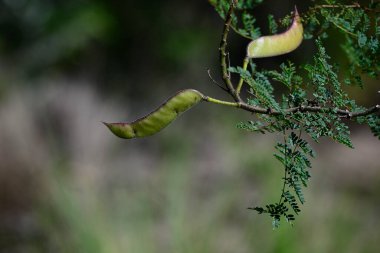 Caesalpinia gilliesii, Barba de Chivo, Monte de Calden 'deki tohum kapsülü, La Pampa, Arjantin' in yerli bitkisi ve ekolojik yaşam alanı.