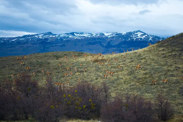 Torres del Paine Ulusal Parkı, Dağ Manzarası, Patagonya, Şili.