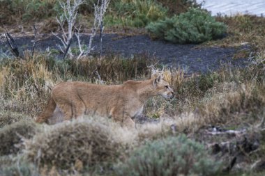Wild Puma, Puma concolor, Mountain Lion, Torres del Paine Ulusal Parkı, Şili