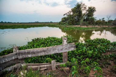 Pantanal sulak arazisi, Eylül ayında, Pantanal, Mato Grosso, Brezilya