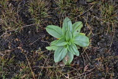 Quebrada del Condorito Ulusal Parkı 'ndaki dağ bitkileri, Crdoba, Arjantin.