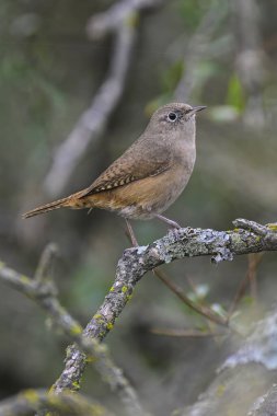 La Pampa, Patagonya 'daki Caldn Ağaç Şubesi' nde Wren Hanesi..