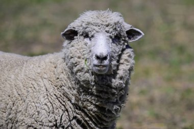 Arjantin kırsalında, La Pampa Eyaleti, Patagonya, Arjantin 'de koyun fotoğrafları çekildi..