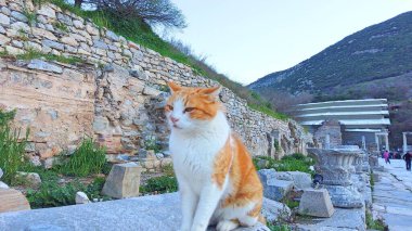 Strayed cat found at the Ancient ruins and historical structures at the Ephesus Archaeological Site clipart