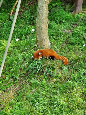 Çin 'de yaşayan kızıl panda Sichuan panda koruma merkezinde vuruldu.