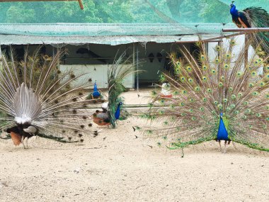 Erkek tavus kuşları, kapalı, kumlu ve ağlı bir alanda dişi bir Peahen 'i cezbetmek için canlı tüylerini sergiler. 