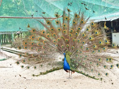 Erkek tavus kuşları, kapalı, kumlu ve ağlı bir alanda dişi bir Peahen 'i cezbetmek için canlı tüylerini sergiler. 
