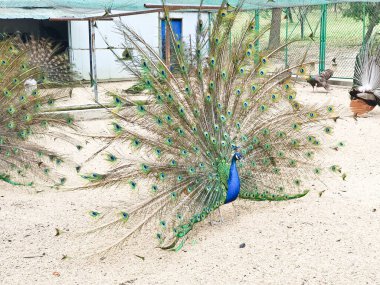 Erkek tavus kuşları, kapalı, kumlu ve ağlı bir alanda dişi bir Peahen 'i cezbetmek için canlı tüylerini sergiler. 
